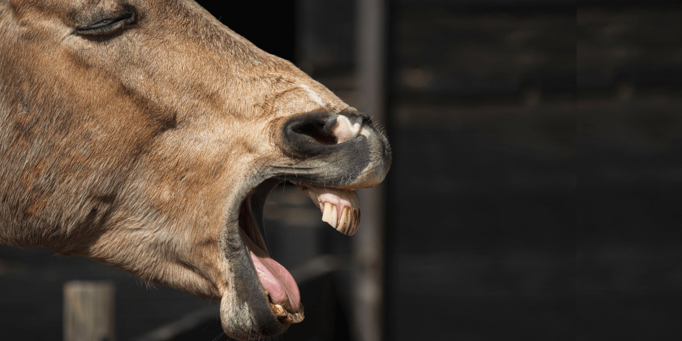 Magengeschwre beim Pferd